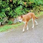 【悲報】野犬の群れに占拠された結果ｗｗｗｗｗｗｗｗｗｗｗｗｗ