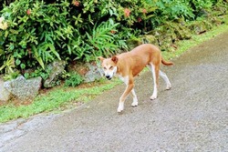 【悲報】野犬の群れに占拠された結果ｗｗｗｗｗｗｗｗｗｗｗｗｗ