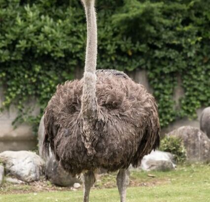 江戸時代のダチョウ（陀鳥）、あまりに異形wwwwwwwwwwwww