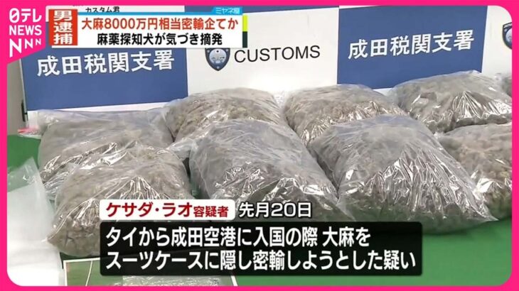 【朗報】モモタロウ（犬）、成田空港でスーツケースに隠された8000万円相当の“大麻”発見