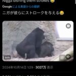 【動画】ゴリラの交尾、3000万回再生！！