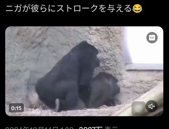 【動画】ゴリラの交尾、3000万回再生！！