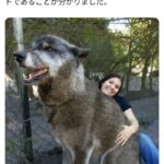 【画像】オオカミさんの遺伝子やっぱりヤバすぎ笑えない