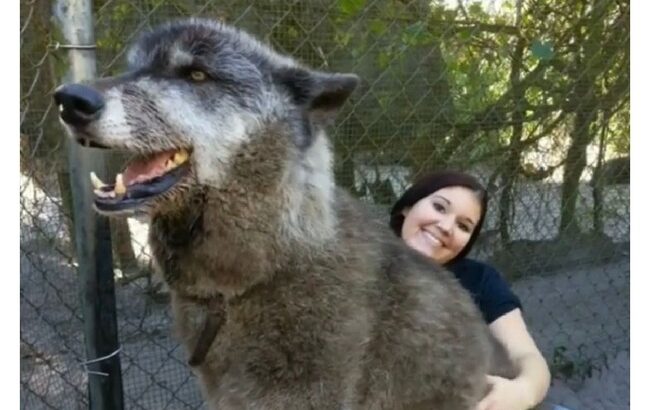 【画像】オオカミさんの遺伝子やっぱりヤバすぎ笑えない