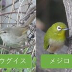 【画像】色と言えば昔から疑問なのがウグイス色