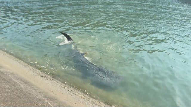 川に現れたジンベエザメ、死ぬ