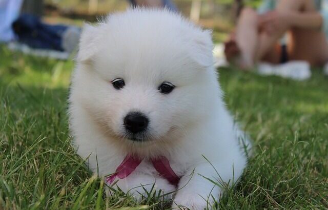 サモエドの仔犬がほしい🥺