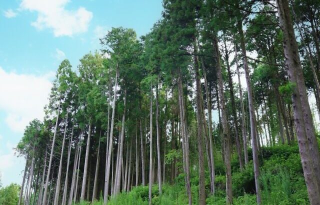 大昔に杉を大量に植えたやつwwwwwwwwwwwwwwwwwwwwwwwwwwwwwwwwwwwww