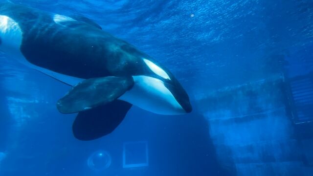 シャチの年間の餌代wwwwwww