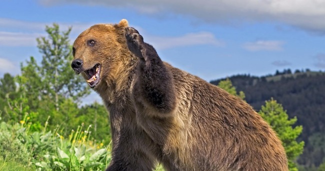 クマに3度襲われた男性「クマの初手は左が多い」