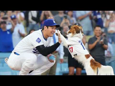 【MLB】大谷の愛犬デコピンが初受賞！「今季の最優秀始球式」ホームベースまで一直線に駆け抜けて！