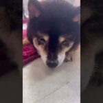 【柴犬】かわいい豆柴成犬✨シニア犬シズちゃん気持ちよそうに眠たそう😴💤まめしば亭ブログ・vlog #shorts