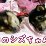 【豆柴犬】癒しでかわいい本日のシズちゃん特集”後編”【シニア犬】”わんこと癒し” まめしば亭ブログvlog