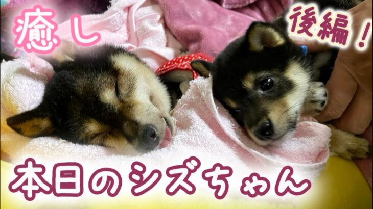 【豆柴犬】癒しでかわいい本日のシズちゃん特集”後編”【シニア犬】”わんこと癒し” まめしば亭ブログvlog