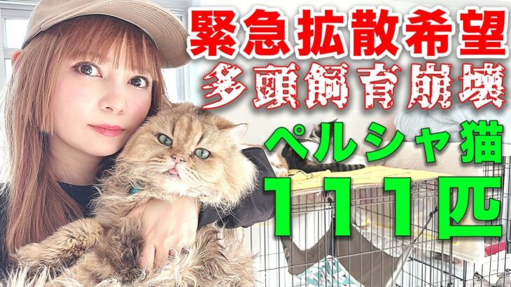 保護猫助けて！【中川翔子】が発信する里親・ボランティア募集！！！