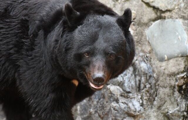 クマさん殺さないで(´；ω；｀)　←こいつなんなん？