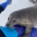 【動画】飼育員のお姉さんと🦭さん（♀）