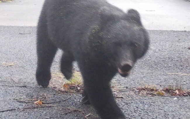 スーパーに侵入したクマ　捕獲も秋田市には駆除に「かわいそう」と抗議の電話が…被害増大も止まぬ“同情論”