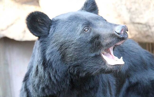 【悲報】「秋田のクマサン殺すな」神奈川県や群馬県など県外の都市部からのクレームだった。それ以外は応援の声