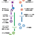 STAP細胞ってあったじゃん？？