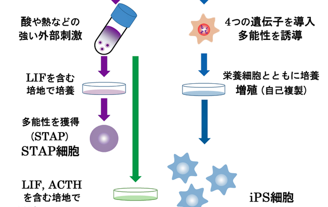 STAP細胞ってあったじゃん？？