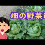 ＃畑の野菜色々　＃シニア年金生活