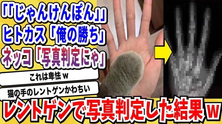 【マジかよ】ネッコとのじゃんけん、勝ったはずなのに…レントゲンで判定した結果がヤバすぎるwwwww