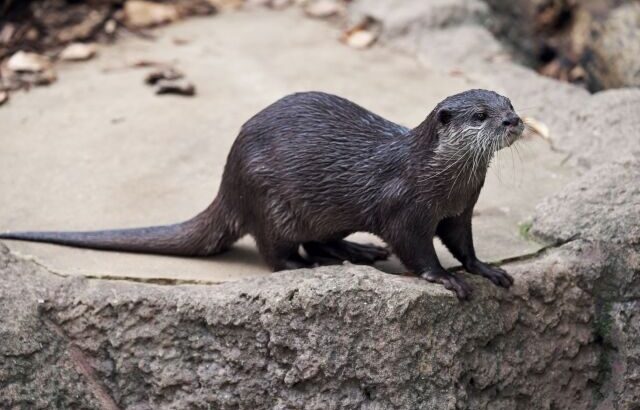 水族館で２番目にかわいい生き物🦭