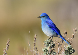 【衝撃】ニュージーランドの鳥がほぼ地球ｗｗｗｗｗｗｗｗｗｗ