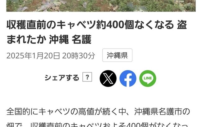 【悲報】キャベツ400個、消える