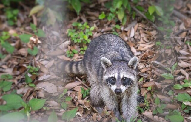 アライグマとかいう地味にかわいいのに害獣扱いされてるタヌキ