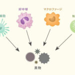 淫夢語録だけで集団免疫を獲得できることが判明