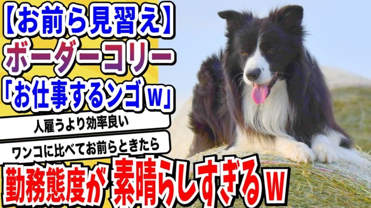 【驚愕】ボーダーコリーとかいう頭脳S速さA性格Aの神に愛された犬種→仕事ぶりが凄まじすぎると話題にwwwww