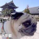 シニアの貫禄？見知らぬ地でも通常運転の愛犬【パグ】【旅行】