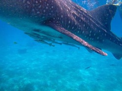 マグロ養殖場付近に住んでるコバンザメがガチでヤバイwwwwwwwwwwwwwwwww