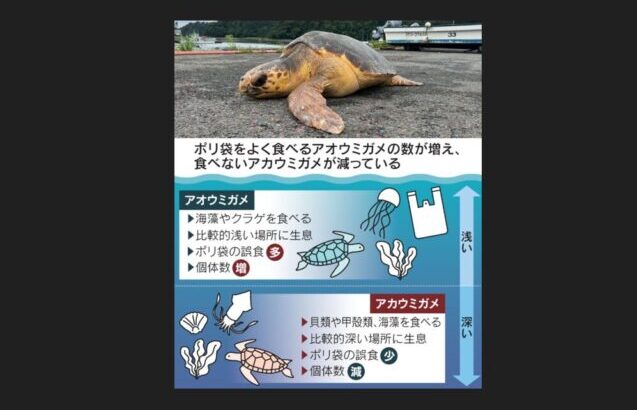 ウミガメはポリ袋で死なず　プラスチックのごみをよく食べるウミガメの方が、かえって生息数を増やしたことが分かった。