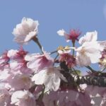 【東京】上野公園で早咲きの桜が見ごろ 花見客でにぎわう