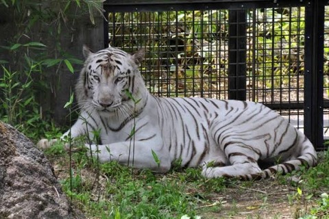 淫夢語録だけで動物園を楽しめる事が判明