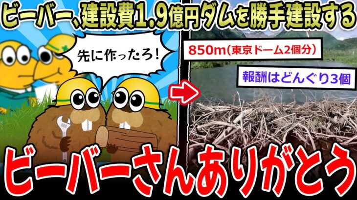 【衝撃】ビーバーさん、建設費1.9億円のダムを勝手に建ててしまうwww