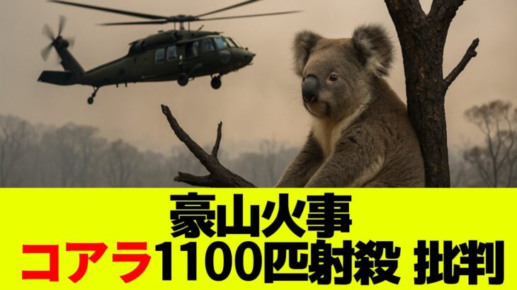 【悲報】オーストラリア南東部で起きたコアラ1100匹の射殺とその影響とは？