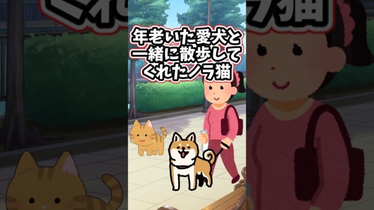 【驚愕】年老いた愛犬と一緒に散歩してくれたのは、人に寄り付かない野良猫だった      shorts