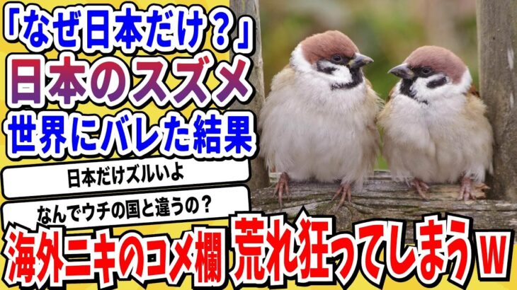 【驚愕】「日本のスズメだけおかしくない?」日本に生息するスズメの圧倒的な可愛さに海外ニキがメロメロにwwwww