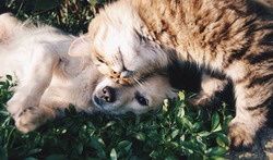 猫をかわいがった結果…