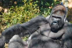 【動画】1万匹のゴリラ対１００万人の人間ｗｗｗｗｗｗｗｗｗｗｗｗｗｗｗｗｗｗ