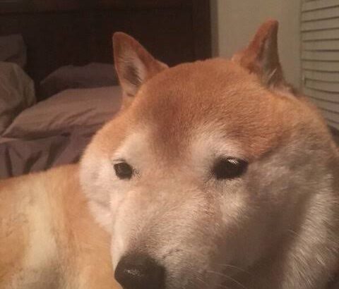 可愛い犬種で打線組んだ