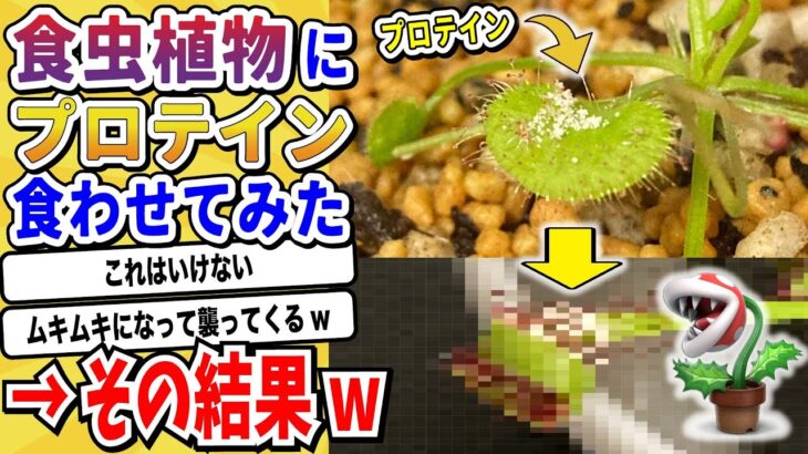【仰天】ニキ「食虫植物にプロテインを食わせたった」→とんでもない結果にwwwww