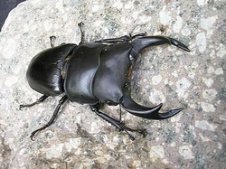部屋の中にクワガタおったｗｗｗｗｗｗｗｗｗｗｗｗ