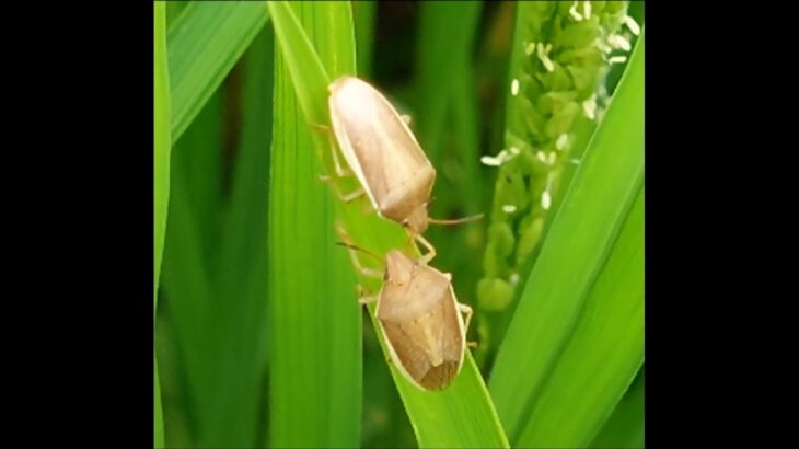 【衝撃】まさかのカメムシ大暴れ！コメ収穫がヤバイことになってるで！