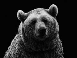 【動画】外国人さん「クマなんて素手で余裕やでw」→結果ｗｗｗｗｗｗｗｗｗｗｗｗ