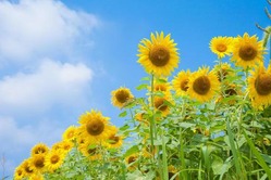 夏といえばアウトドア趣味みたいなの崩壊するよな